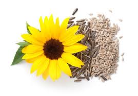 Sunflower Seeds Snack
