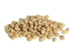 Mayasi Reg. Corn